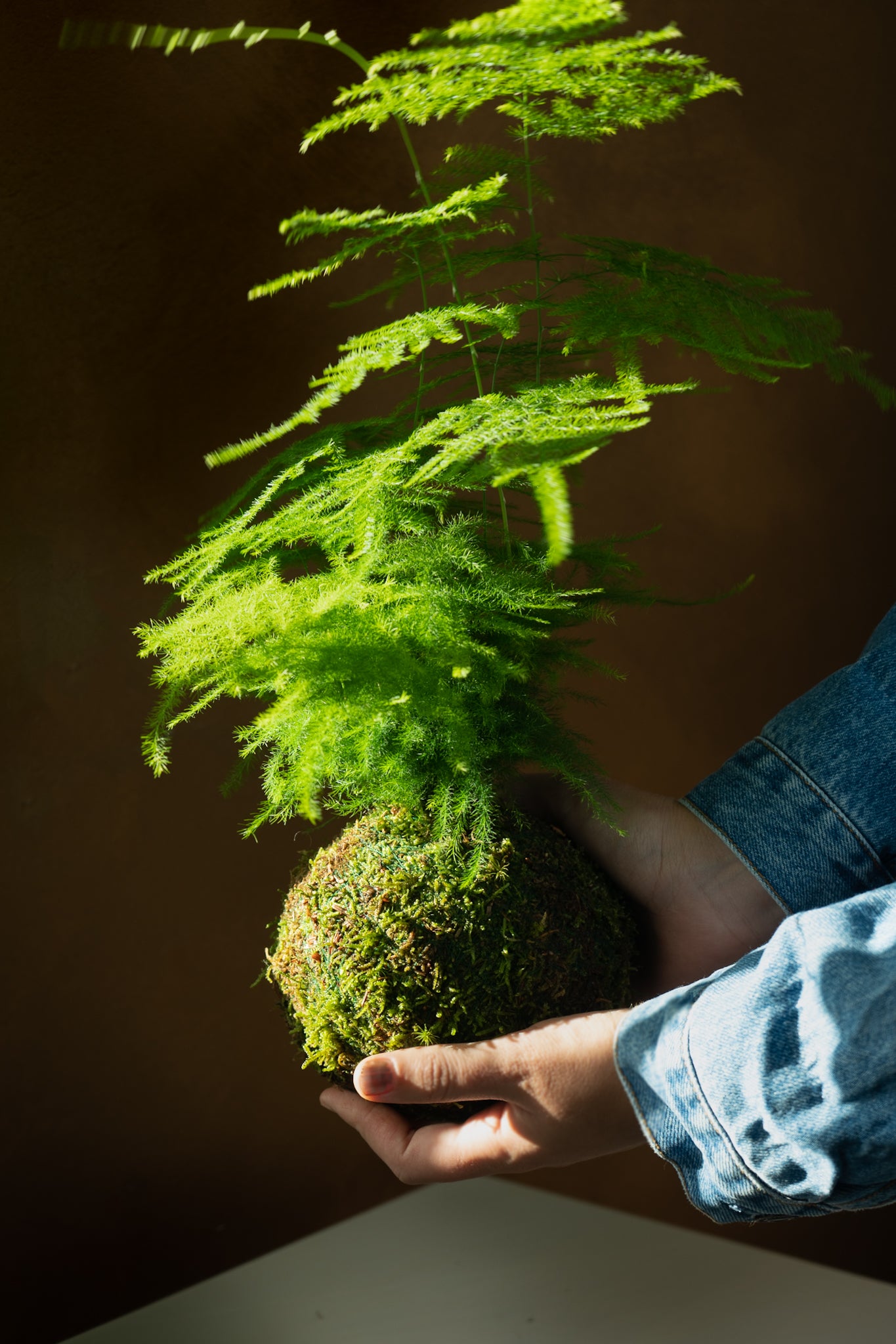 Esparraguera Kokedama