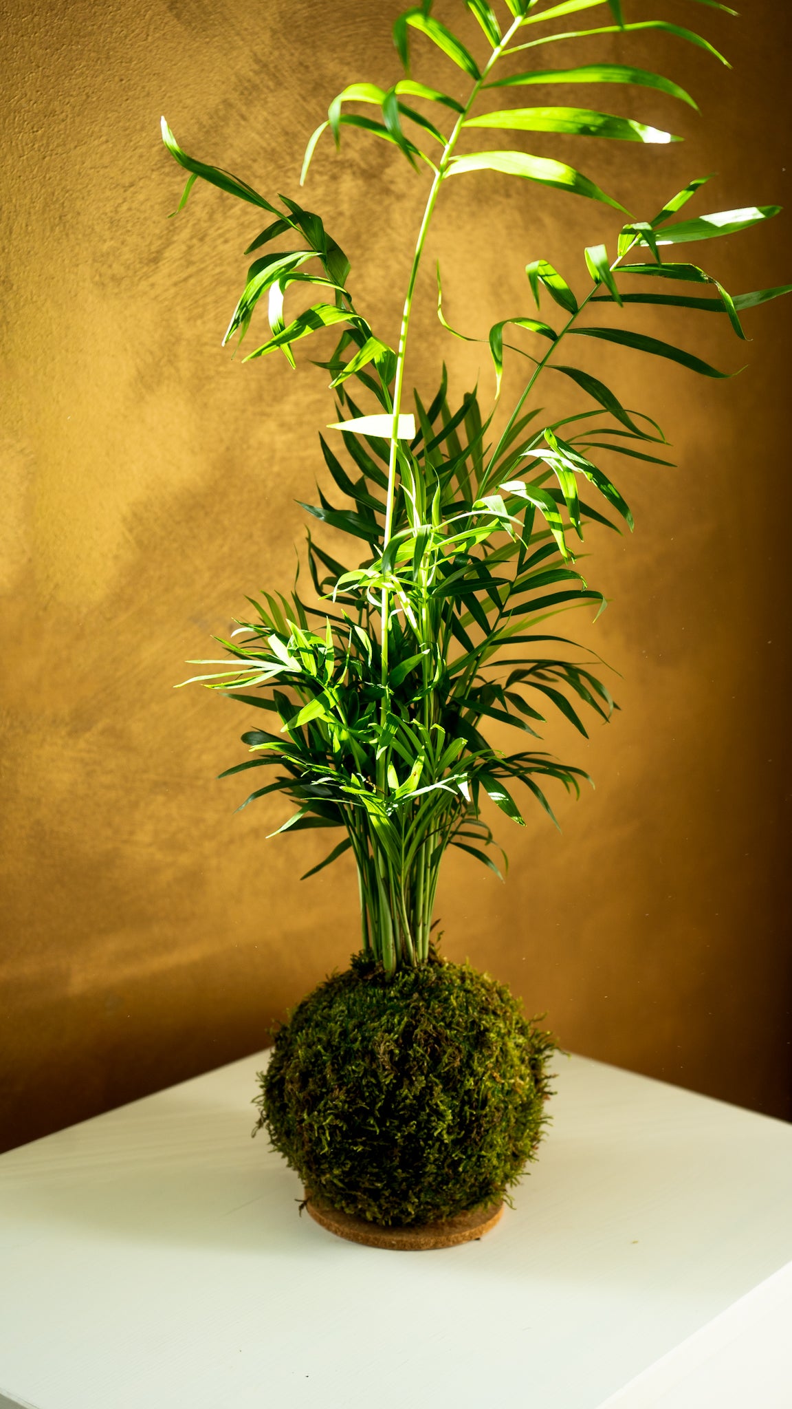 Chamaedorea Kokedama