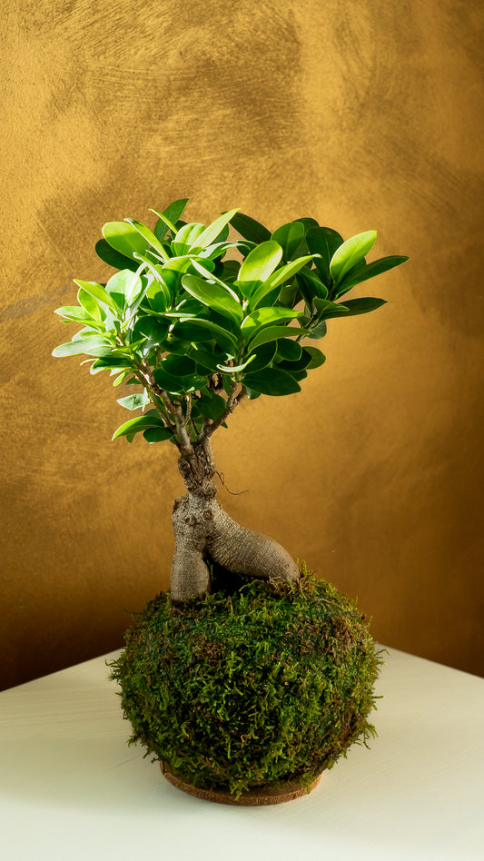 Ficus Ginseng Kokedama