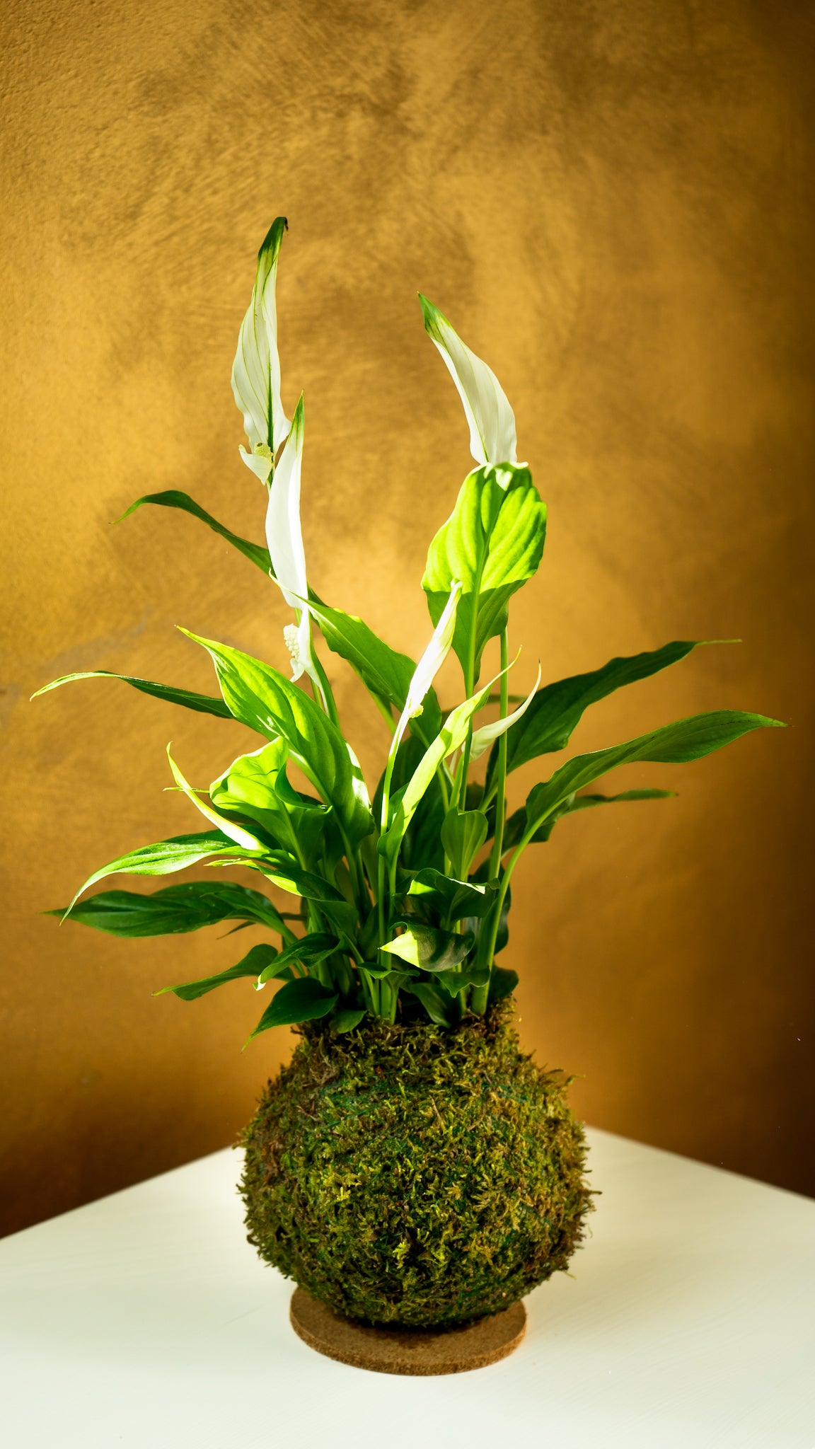 Spathiphyllum Kokedama