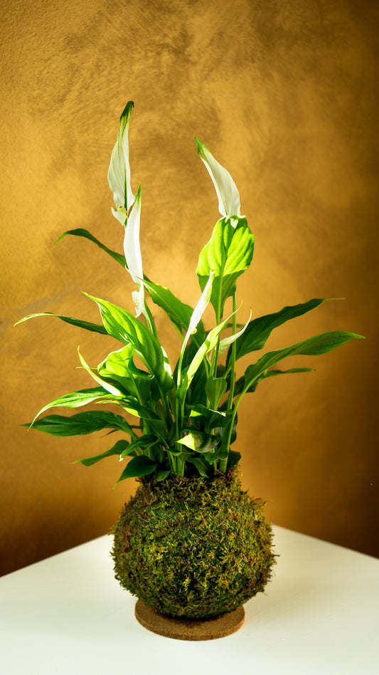 Spathiphyllum Kokedama