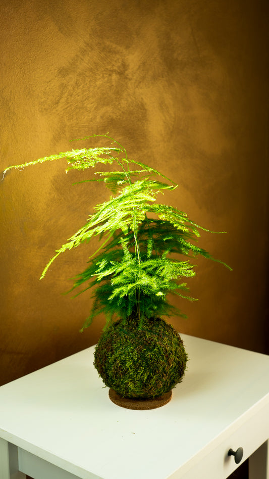 Esparraguera Kokedama