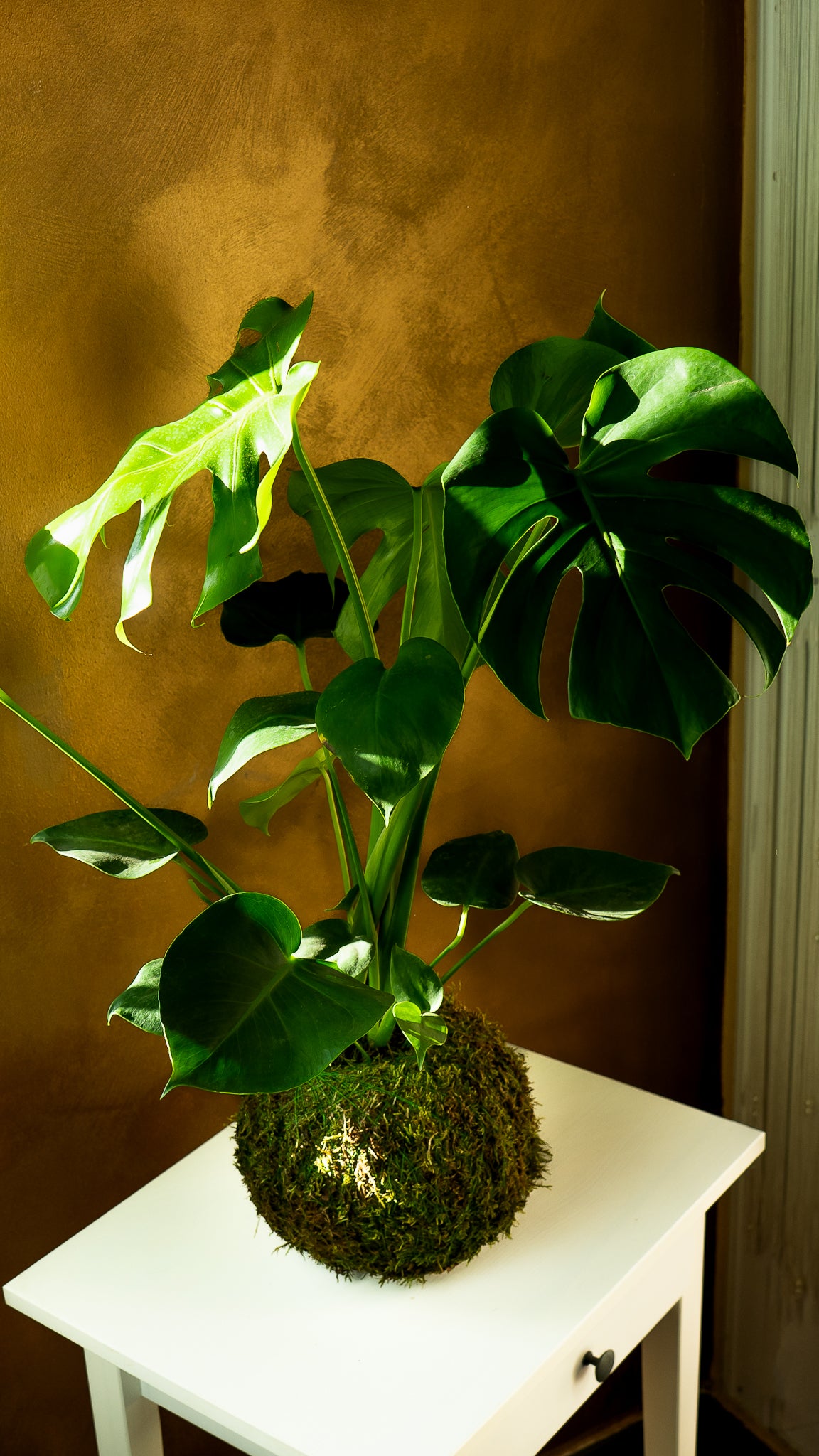 Monstera Kokedama