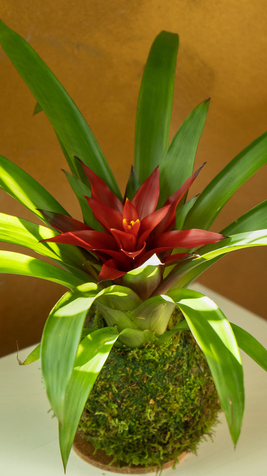 Guzmania Kokedama