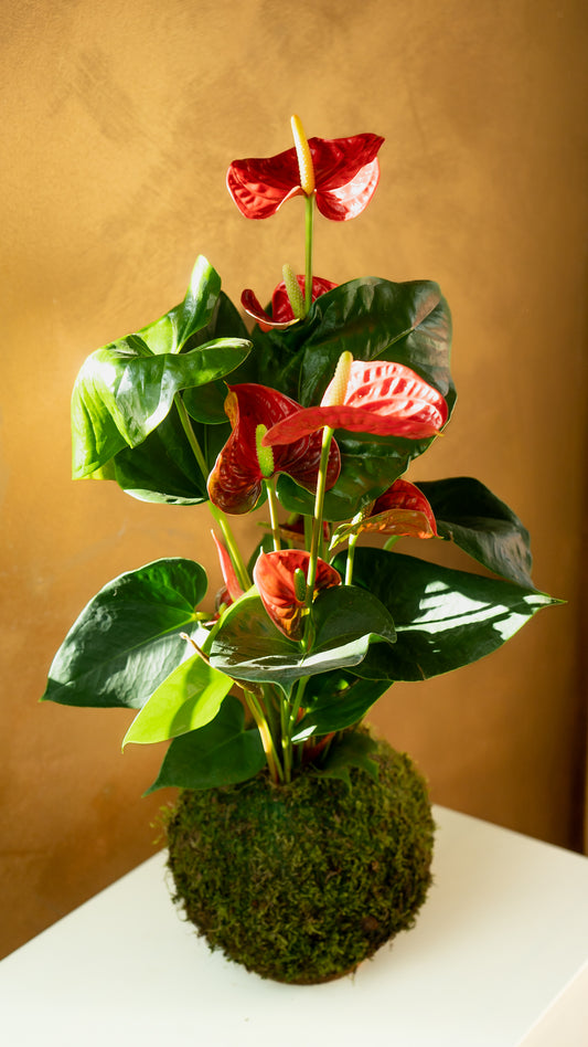 Anthurium Kokedama