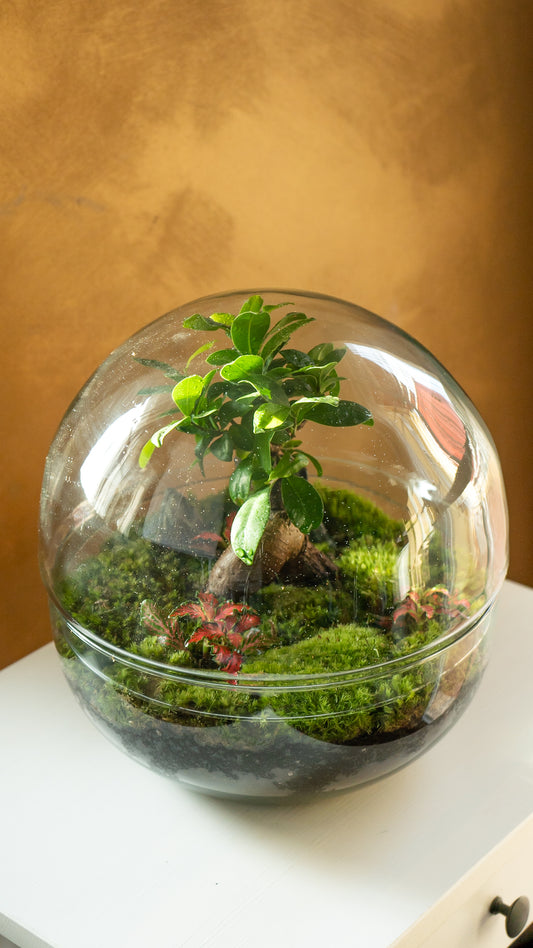 Pacha Mama Esfera Ginseng