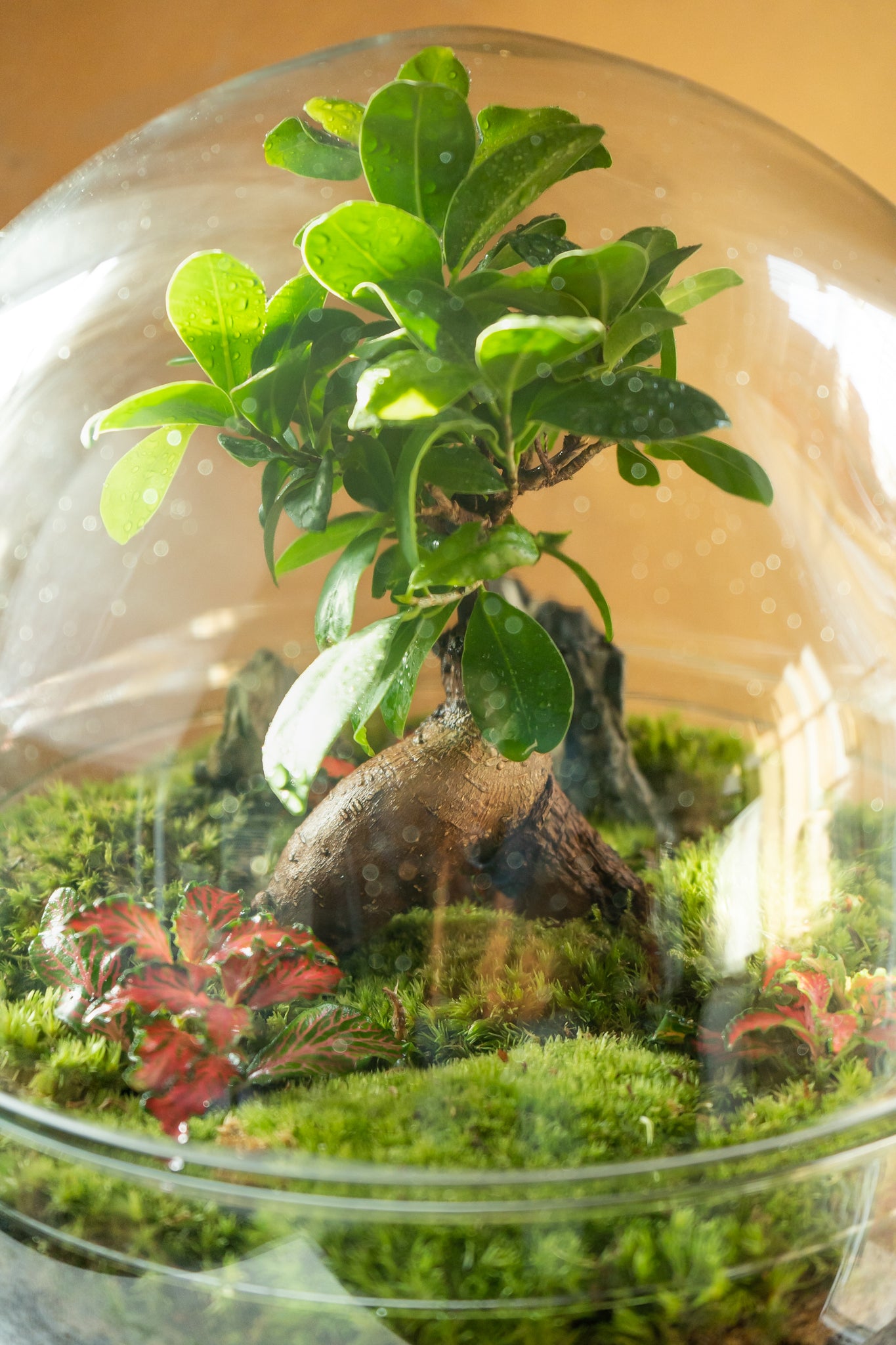 Pacha Mama Esfera Ginseng