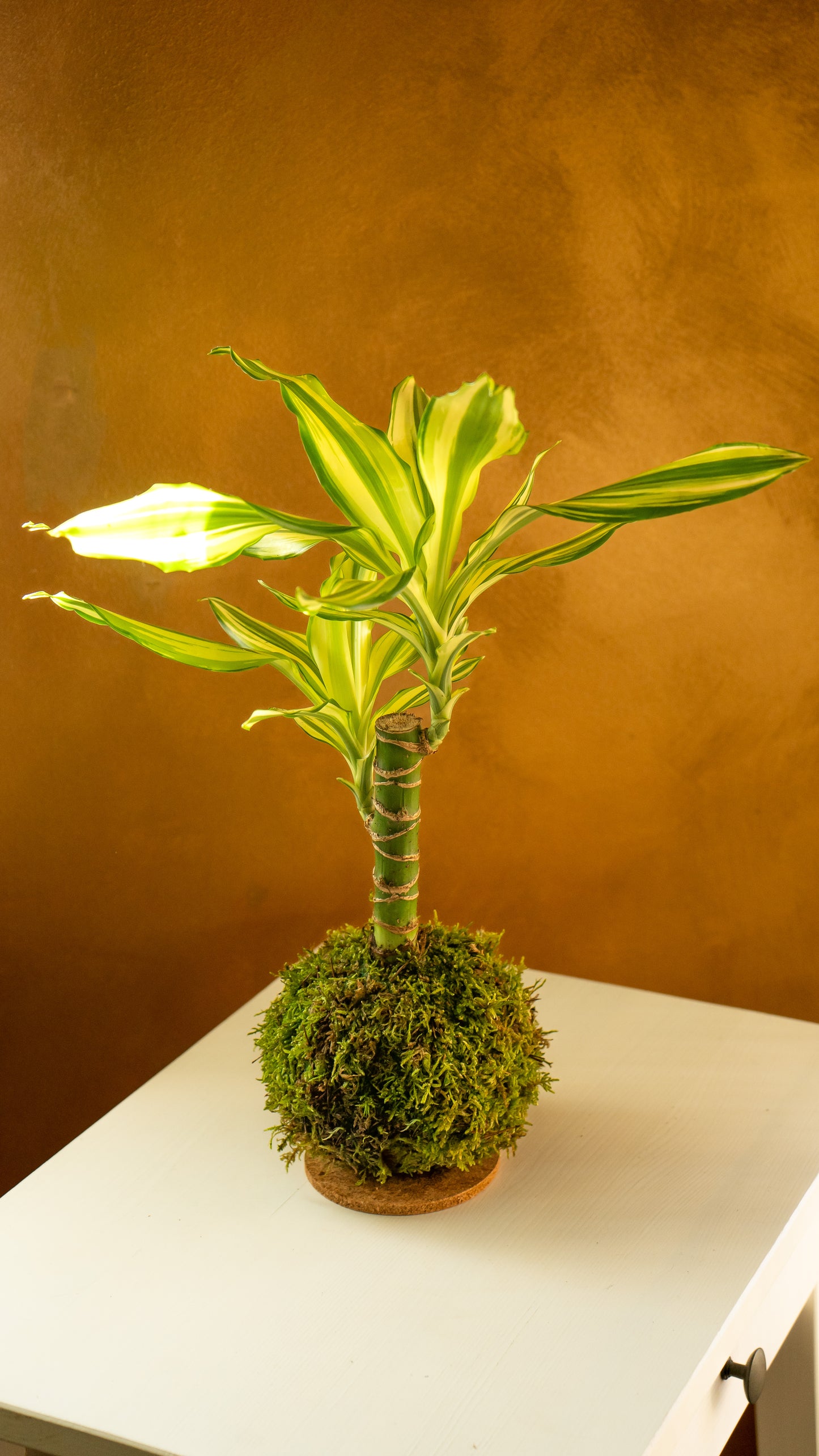 Tronco de la felicidad