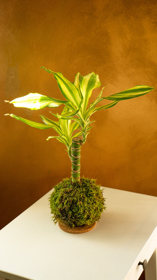 Tronco de la felicidad