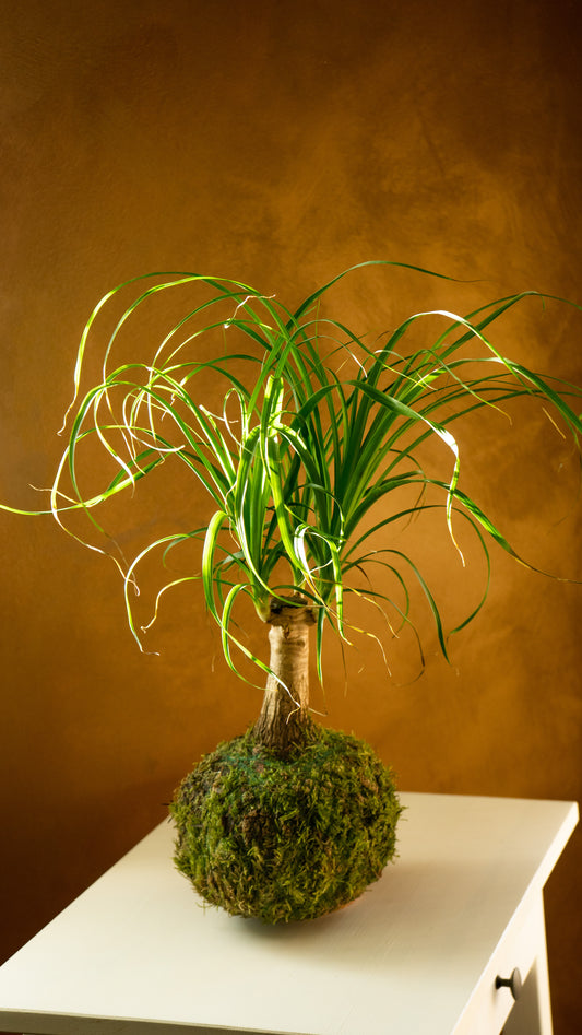 Beaucarnea Recurvata