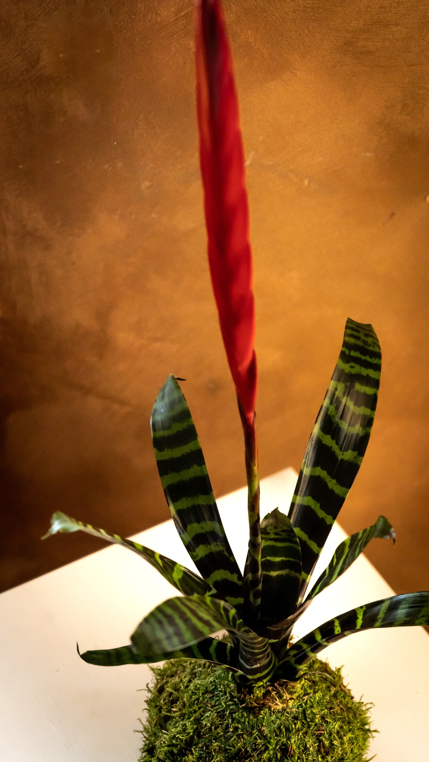 Vriesea Era kokedama