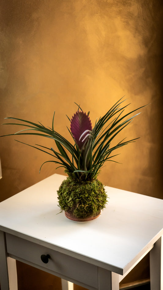 Tillandsia Cyanea Kokedama