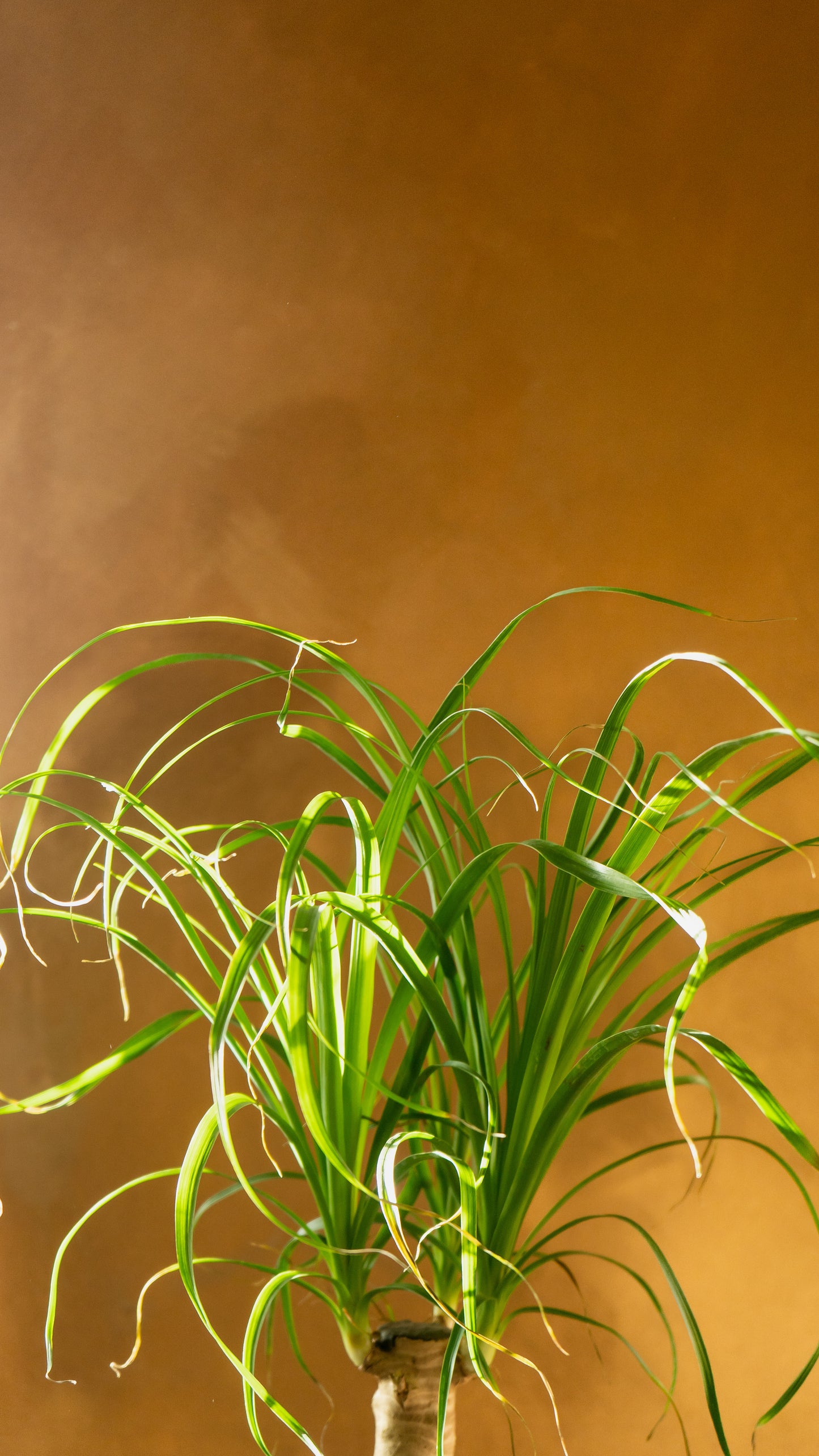 Beaucarnea Recurvata