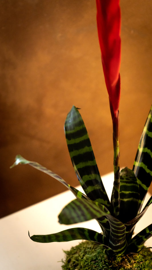 Vriesea Era kokedama