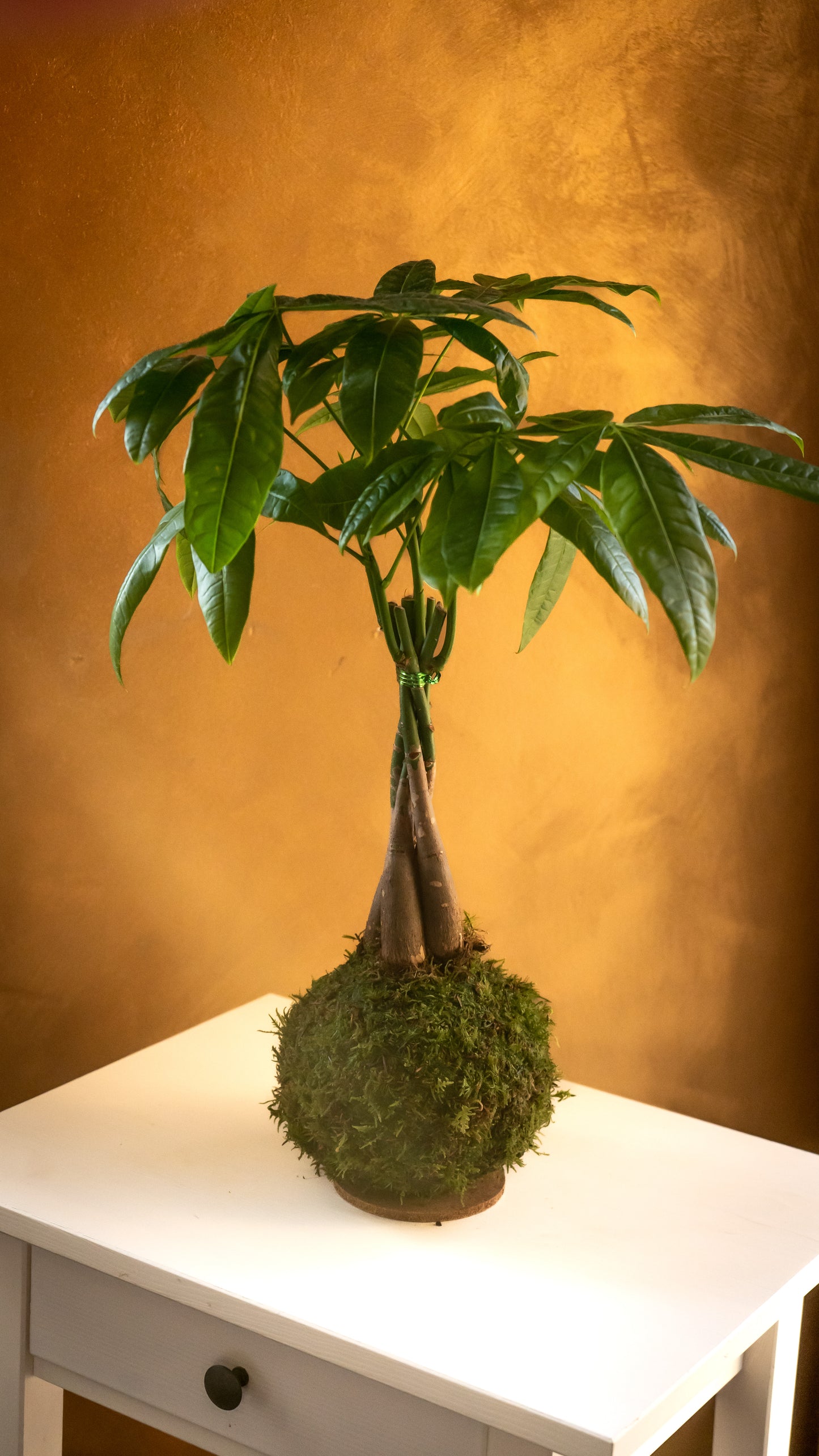 Pachira Kokedama