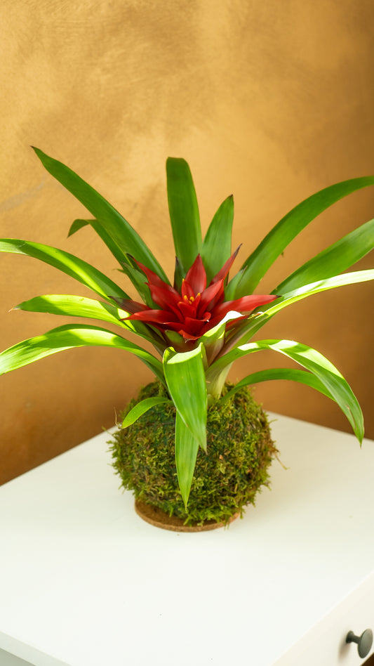 Guzmania Kokedama